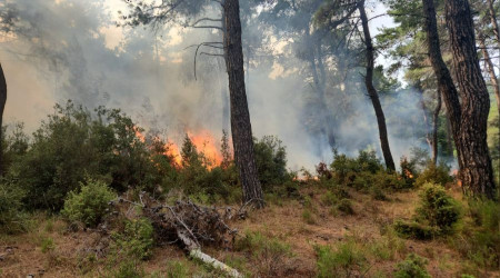 anakkale'de yldrm isabet eden ormanlk alanda yangn kt