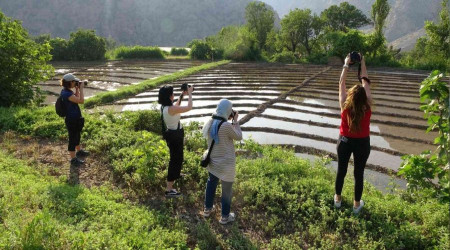 Çeltik tarlalarına fotoğrafçılardan yoğun ilgi
