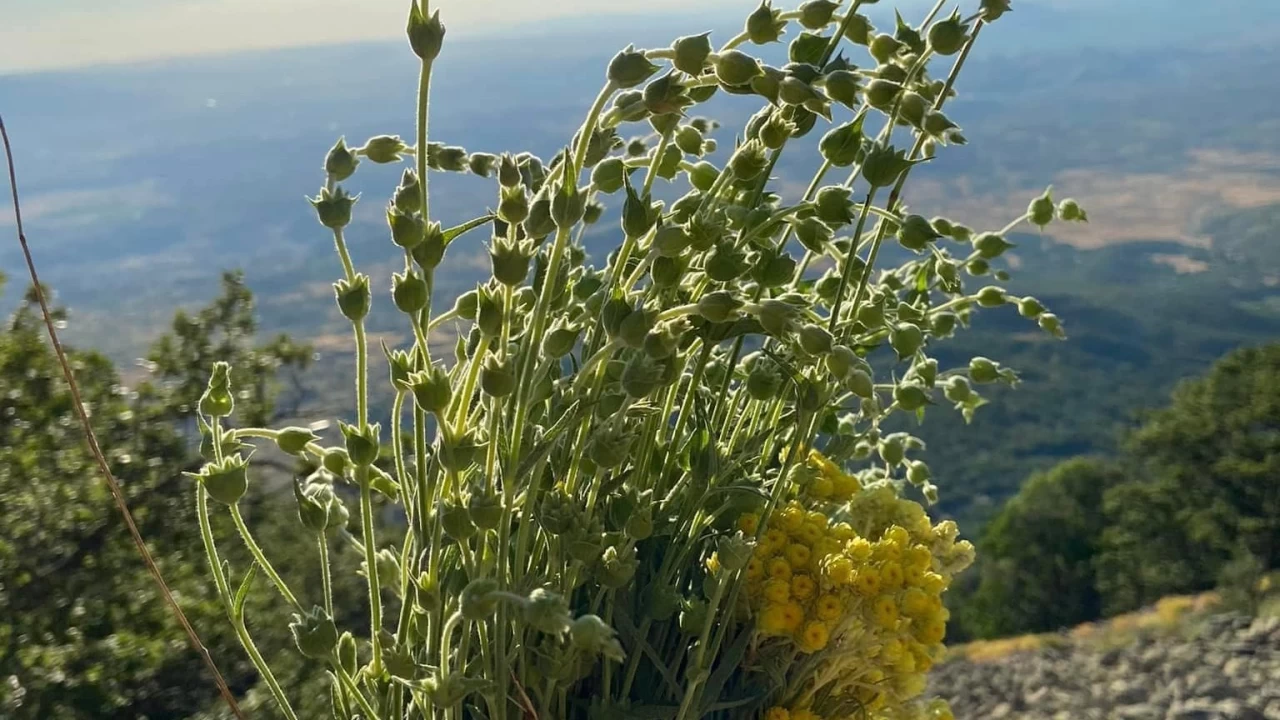 Dağda kendiliğinden yetişen şifa