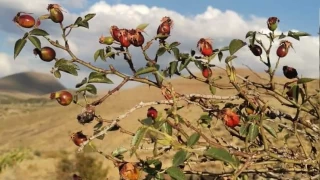 Dağlarda taze kuşburnu zamanı