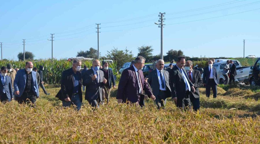'Damla Sulama Sistemi ile Çeltik Yetiştiriciliğine Çeşit Performansları Hasat Günü'