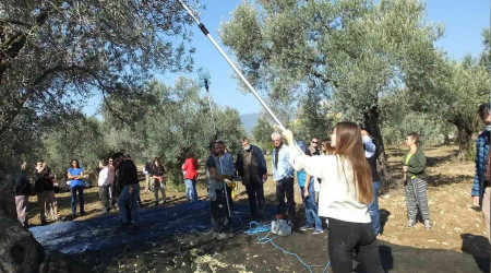 Değişik illerden zeytin hasadına katıldılar