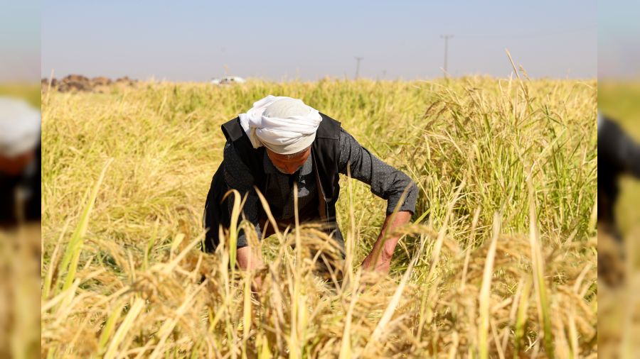 Diyarbakır'da tescilli Karacadağ pirincinde hasat sezonu başladı