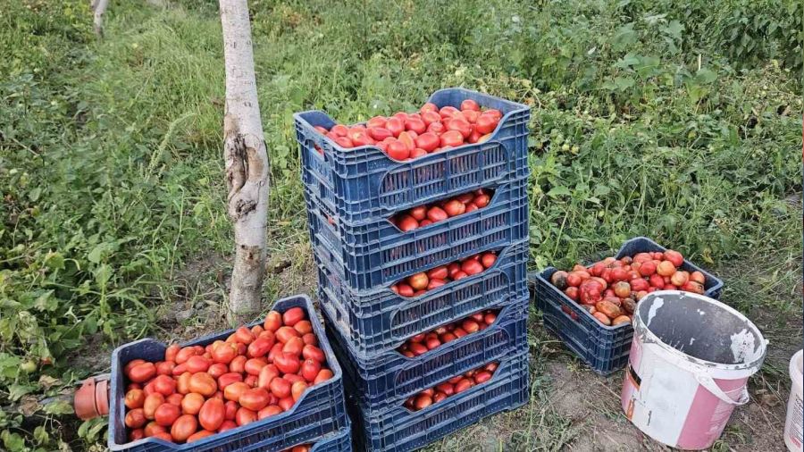 Domates üreticisi düşük fiyatlar nedeniyle dertli