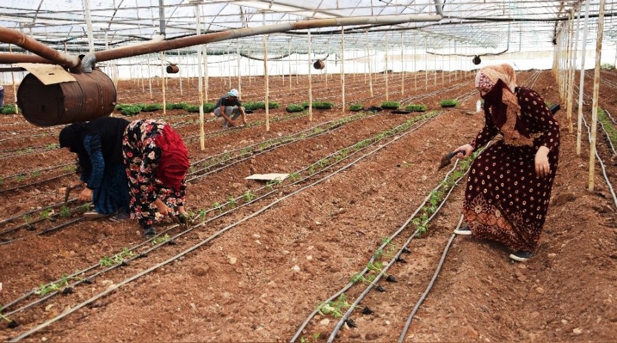 Domatesler, 30 bin dekar alanda toprakla bulu�uyor