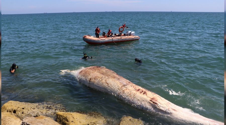 Dnyann en byk ikinci balinas, Mersin'de karaya vurdu