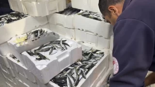 Düzce'de 1,5 ton balığa el konuldu