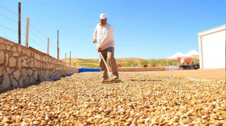 Elazığ'da badem hasadı başladı