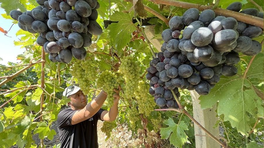 Elazığ'da bağ bozumu başladı