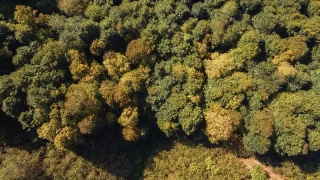 En sıcak yıl bitkilerin karbon yutma kapasitesini azalttı