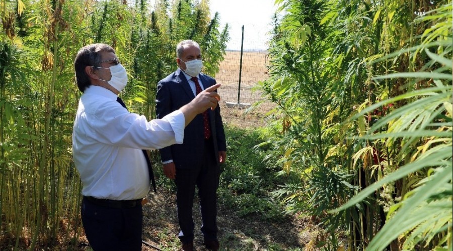 Endüstriyel kenevir üretilip ekonomiye kazandırılacak