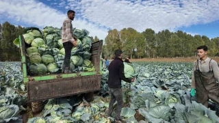 Erci�'te tescilli lahana hasad� ba�lad�