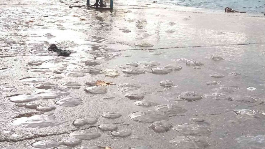 Erdek'te lodosta deniz analar� sahile vurdu