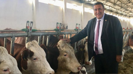 Erdoğan'a kötü haber: Manda sayısı da azaldı