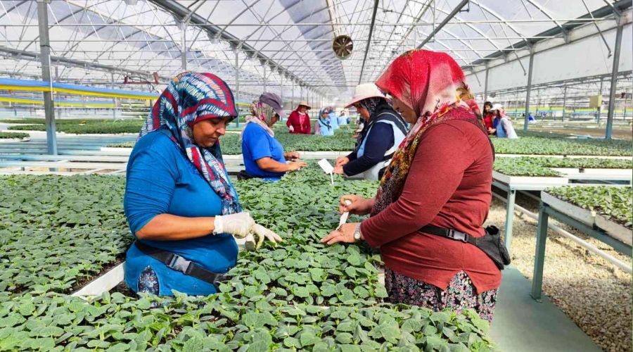 Fide retim tesisleri 5 bin kadna ekmek kaps oldu
