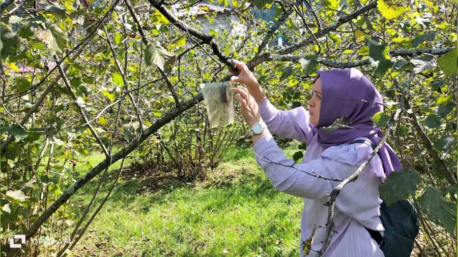 F�nd�k �reticileri kahverengi kokarca b�ce�ine kar�� uyar�ld�