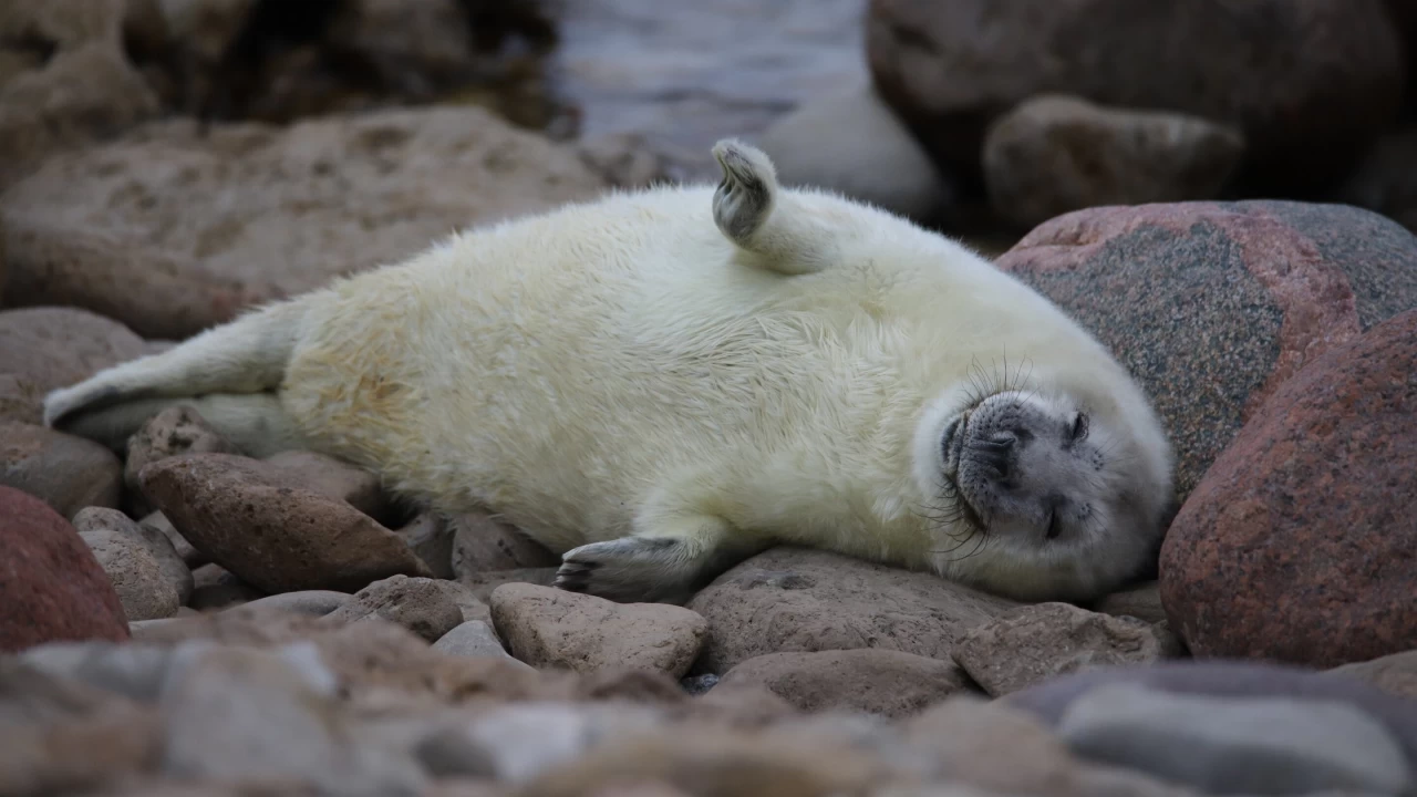 Foklar�n gizemli d�nyas� ve onlar� tehdit eden avc�l�k