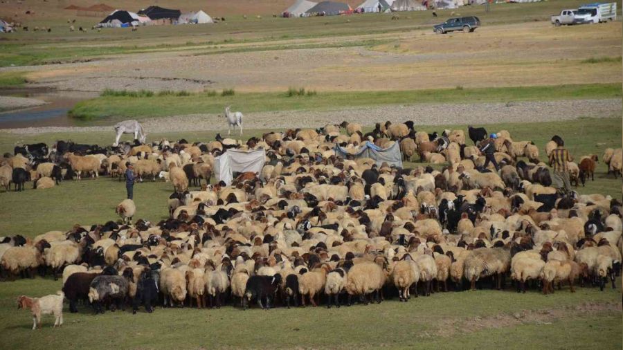 Göçerlerin zorlu yayla yolculuğu