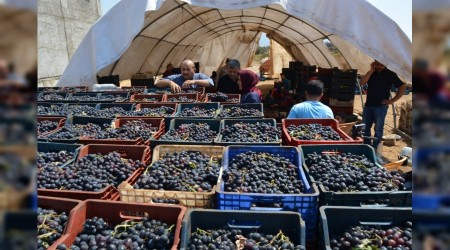 İslahiye üzümünde kurutma zamanı