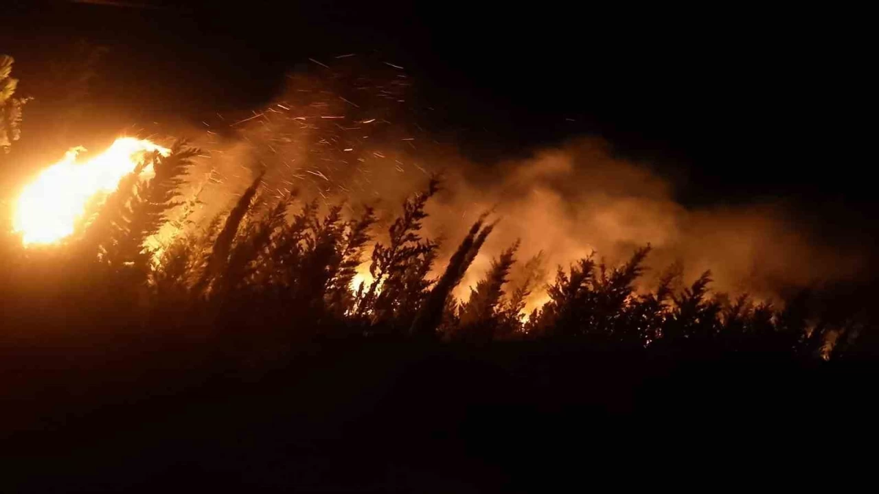 İzmir'de orman yangını çıktı