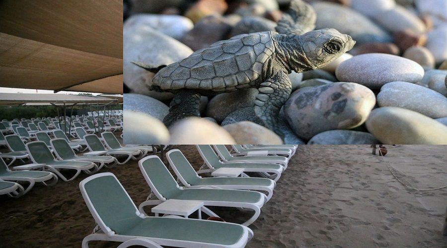 Kaplumbağalarının ölümüyle alakalı iki otele 482 bin TL ceza