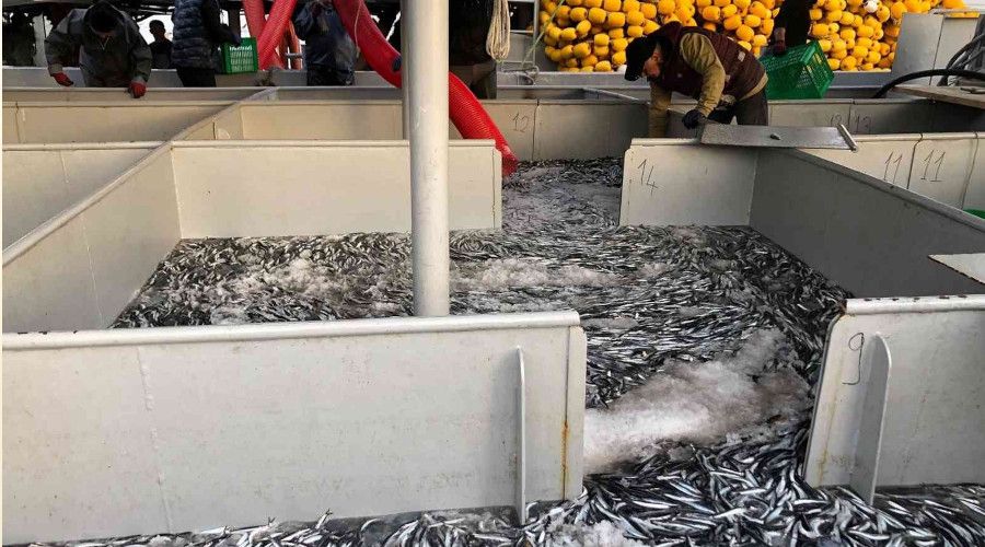 Karadeniz'de hamsi bolluğu sürüyor
