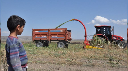 Kars'ta mısır sılajı hasadı başladı