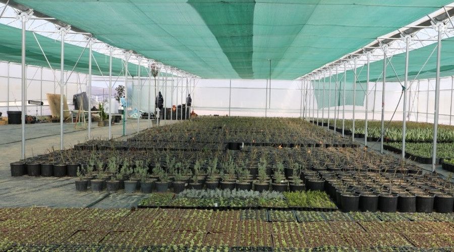 "Kenti tasarruflu �i�eklerle renklendirecek"