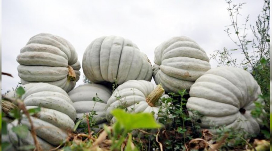 Kestane kaba��nda �retim y�z g�ld�rd�