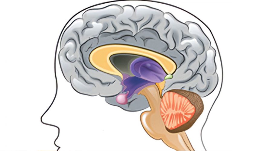 ‘Kilo veremiyorsanız cushing araştırılmalı’