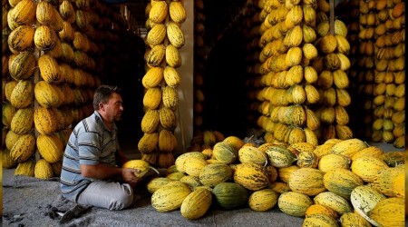 Kırkağaç kavunu Avrupa yolcusu