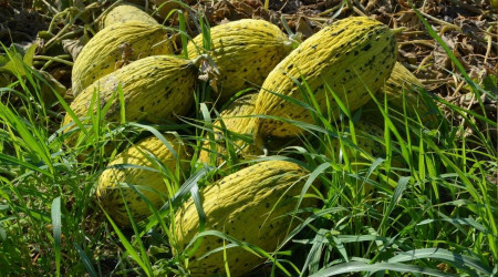 Kırkağaç kavununda ilk hasat yapıldı