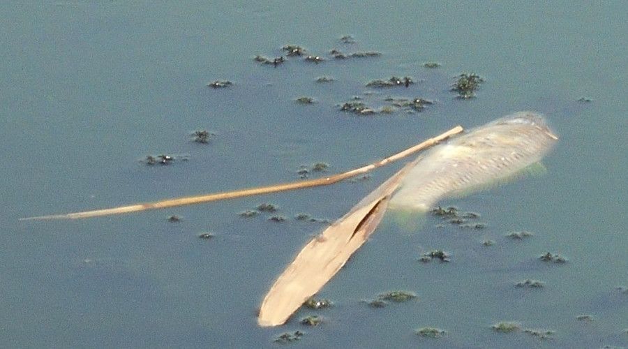 Ko�arl�'da toplu bal�k �l�mleri ya�an�yor