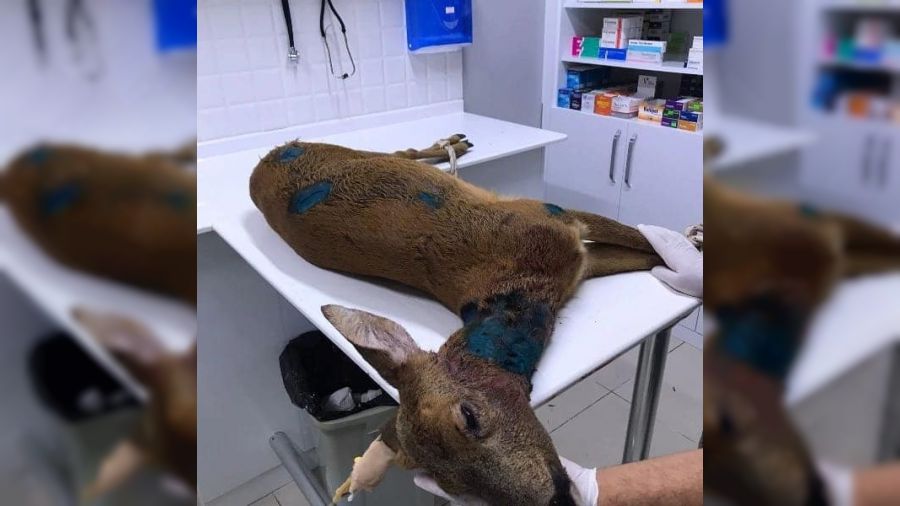 Köpeklerin saldırdığı karacayı vatandaş kurtardı