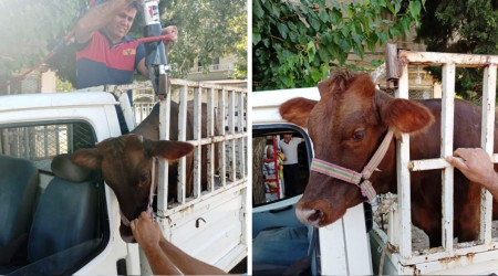 Korkuluklara sıkışan kurbanlığı itfaiye kurtardı