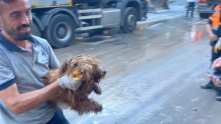 Küçükçekmece'de çöken binanın enkazından 12 saat sonra köpek kurtarıldı