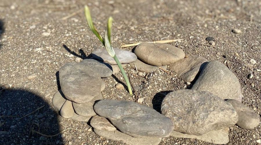 Kum zambaklar� �i�ek a�t�, koparman�n cezas� 80 bin TL