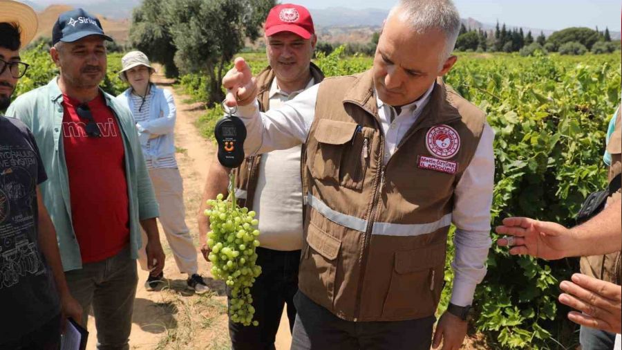 Manisa'da sultani �z�mde rekolte belirleniyor