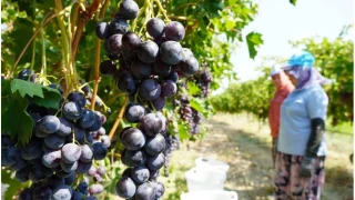 Manisa'da ya� �z�m hasad� ba�lad� 