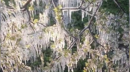 Meteorolojiden zirai don uyarısı