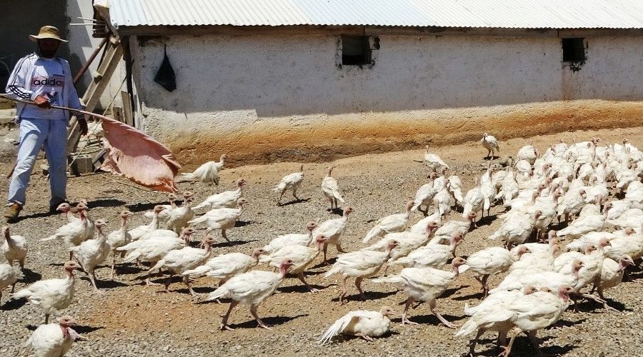 Muş'ta Kanada ırkı beyaz hindi yetiştiriciliği