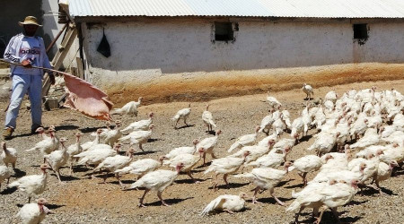 Muş'ta Kanada ırkı beyaz hindi yetiştiriciliği