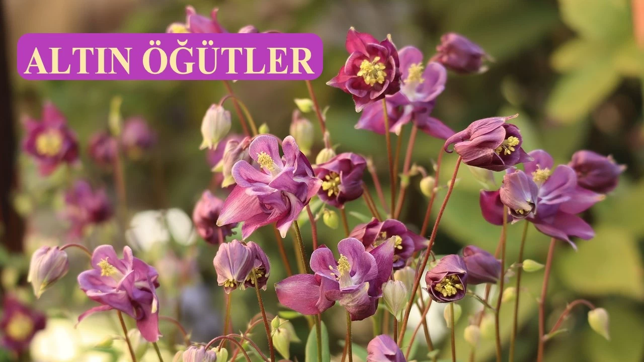 R�za, kap�lar�n en y�cesidir