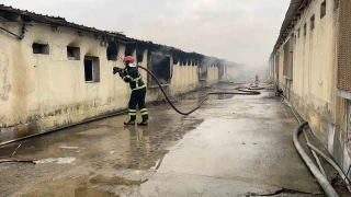 Sakarya'da tavuk çiftliğinde çıkan yangın söndürüldü