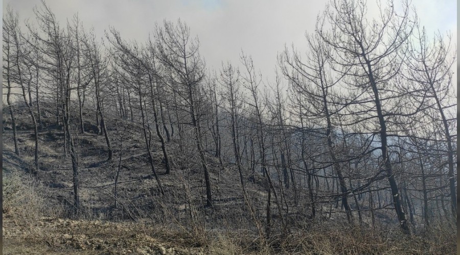 Samandağ'daki orman yangını kontrol altına alındı