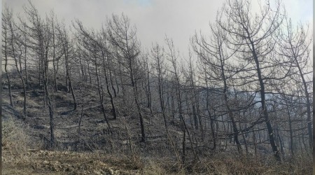 Samandağ'daki orman yangını kontrol altına alındı