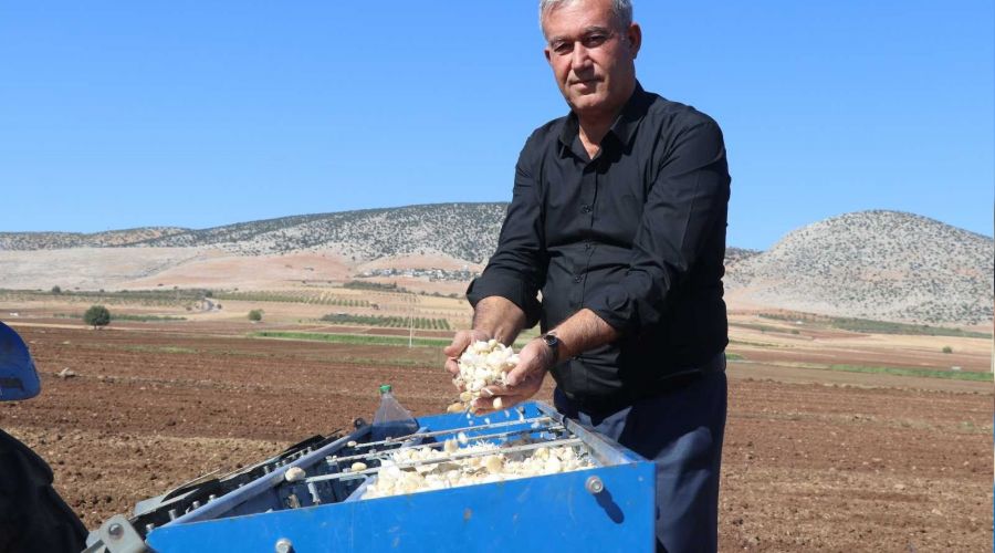 Sar�msakta iyi verim bekleniyor