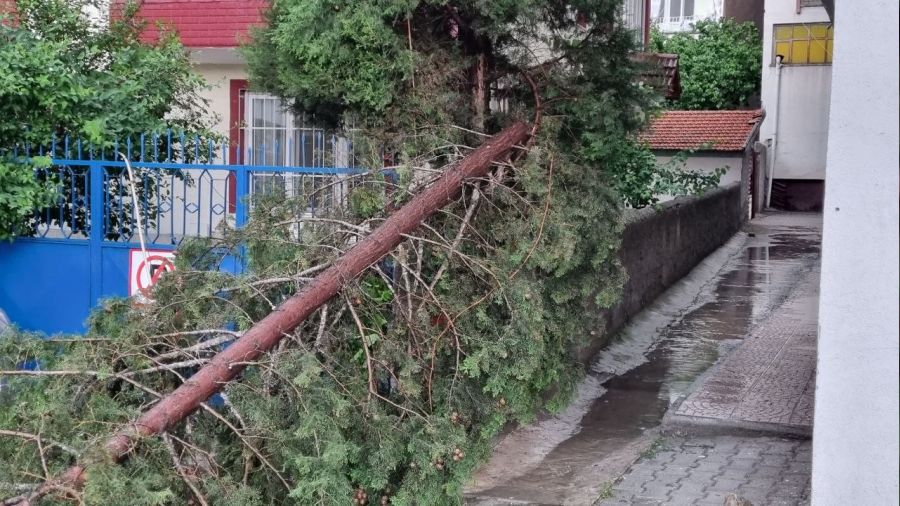 Şiddetli rüzgar ağaçları devirdi