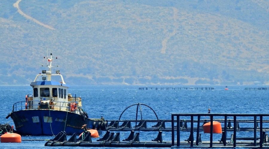 Sığacık'ta orkinos üretim çiftliğine 5. kez iptal