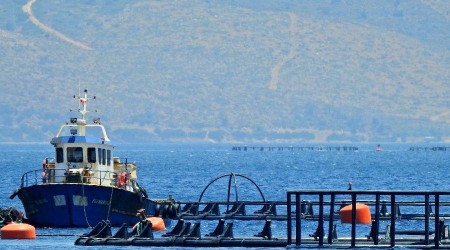 Sığacık'ta orkinos üretim çiftliğine 5. kez iptal